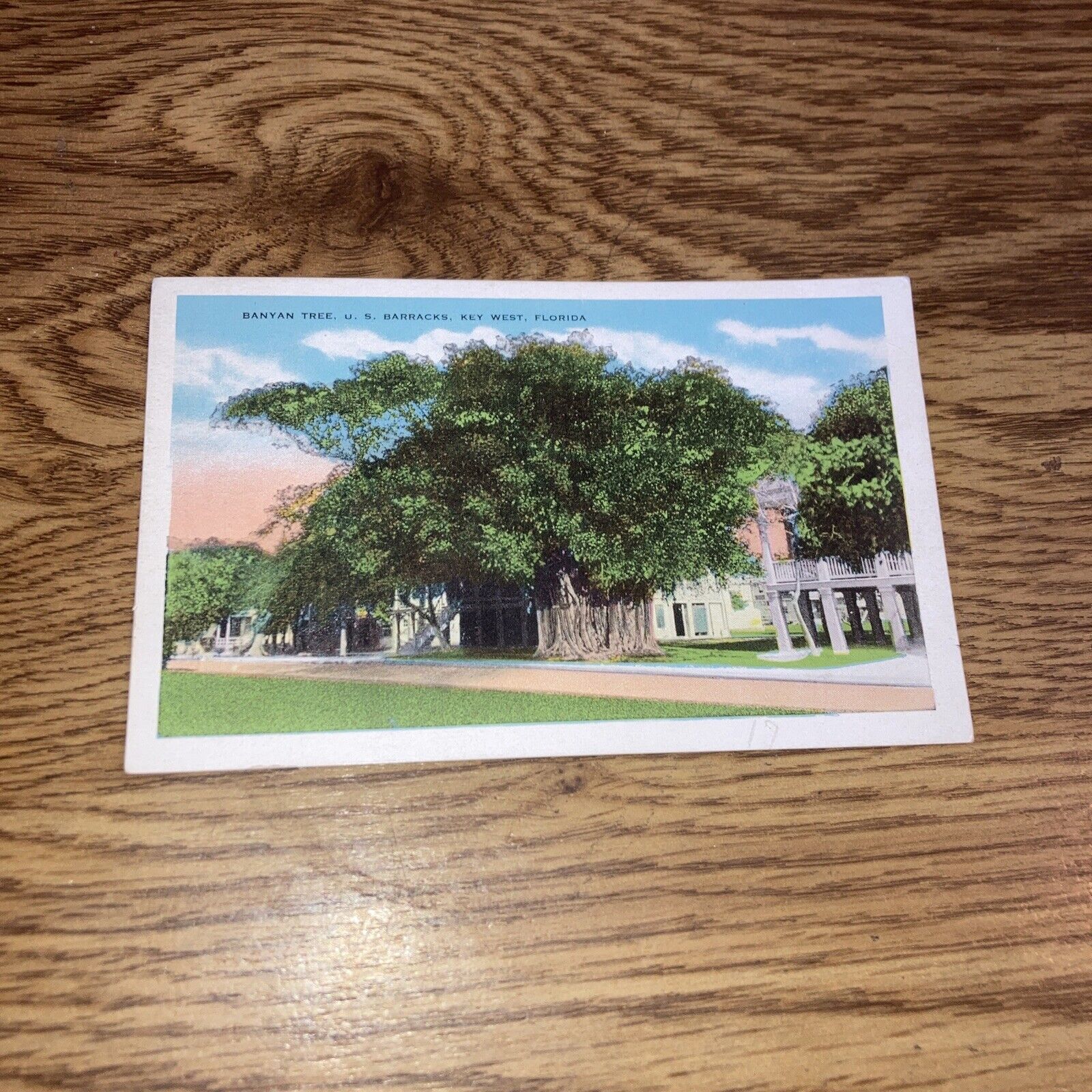 Vintage Postcard Banyan Tree, U.S. Barracks Key West Florida