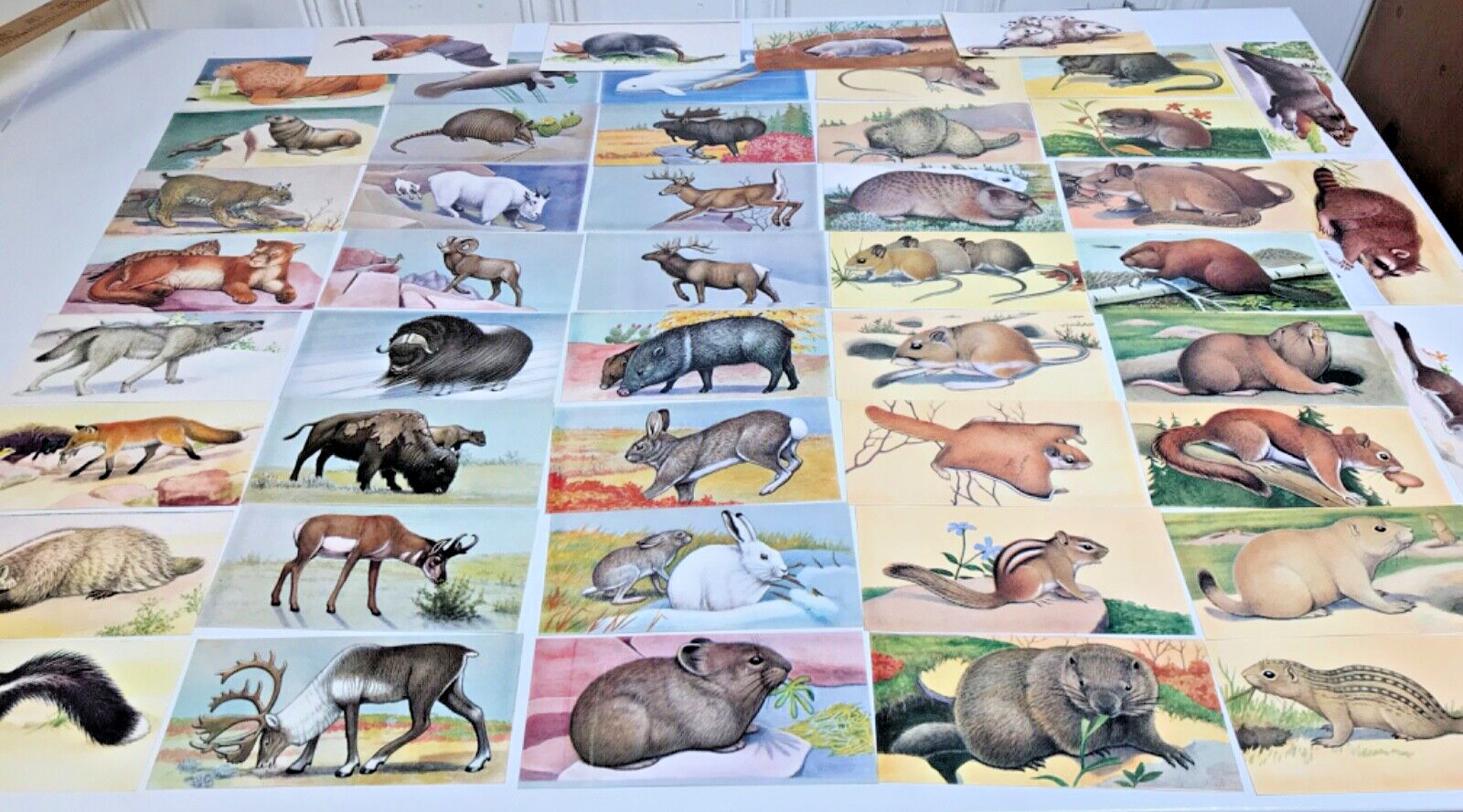 Vintage 1963 Teach-Me About MAMMALS Flashcard Set 48 Full Color Picture Exc Cond
