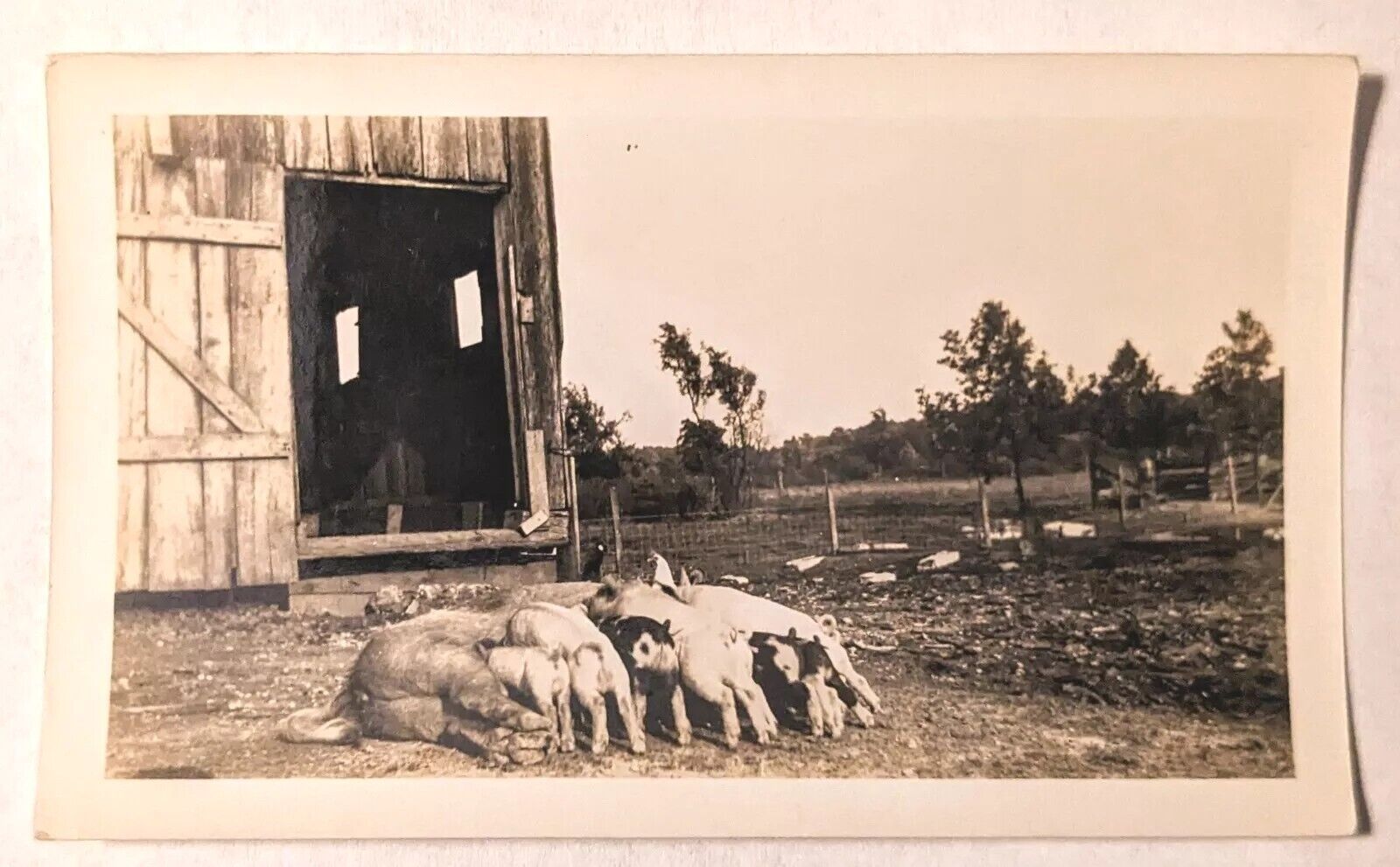 c. 1920 Photo Hogs Pigs Piglets Chicken Barn Indiana Sepia 4.5\