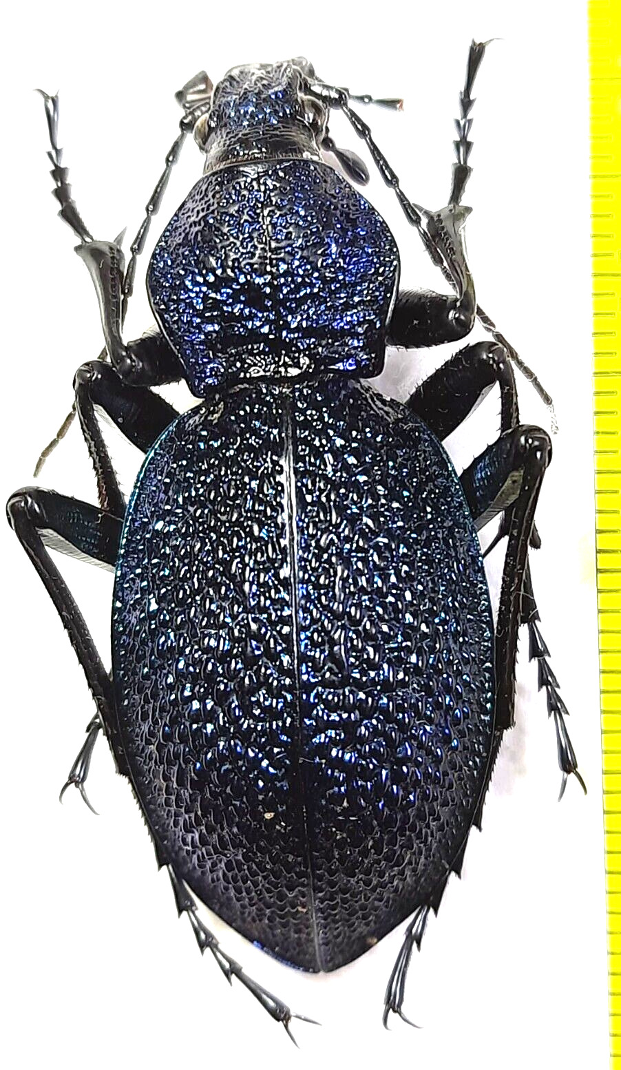 Carabidae, Carabus (Procerus) scabrosus colchicus male 47 mm A1, C. Georgia