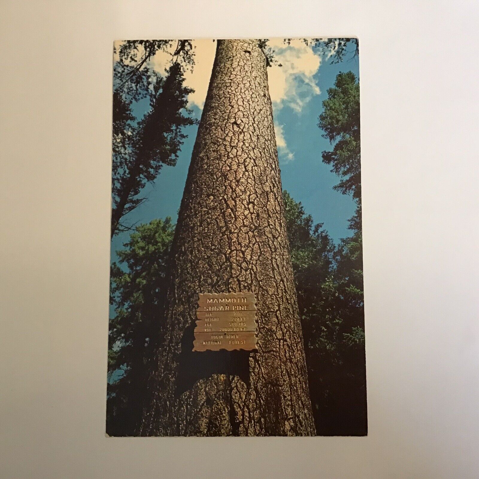 Mammoth Sugar Pine Rogue River Oregon Unposted Postcard 