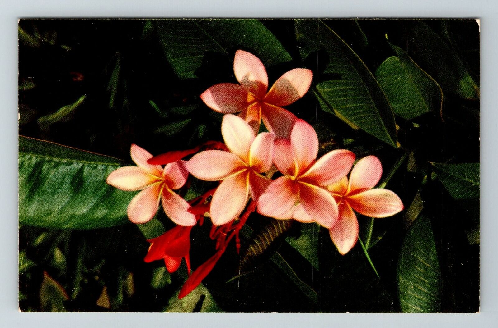 Pink Plumieria Flower In Hawaii  Vintage Souvenir Postcard