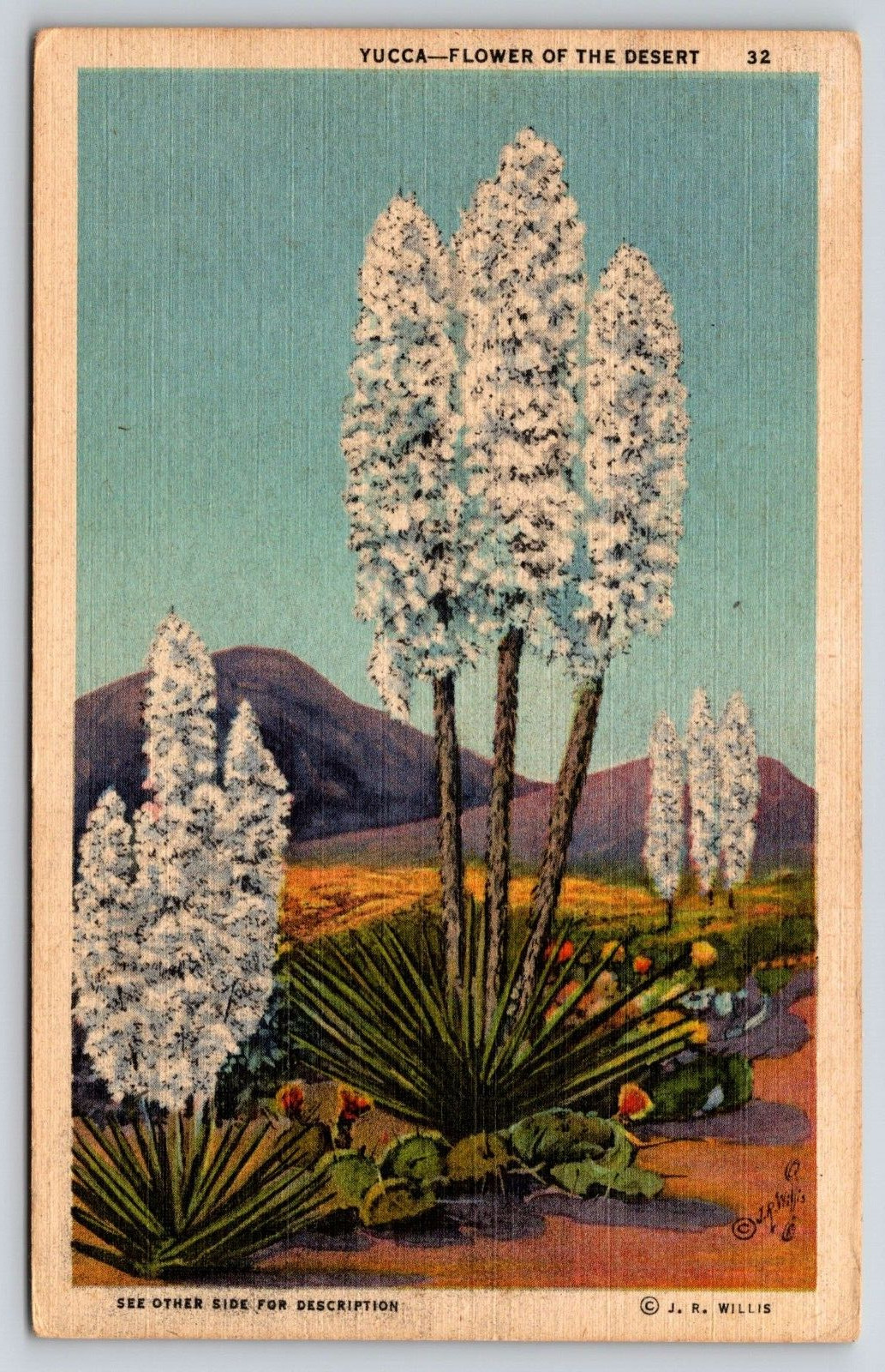 Yucca Flower of the Desert Cactus Cacti Plant Vintage Postcard Desert