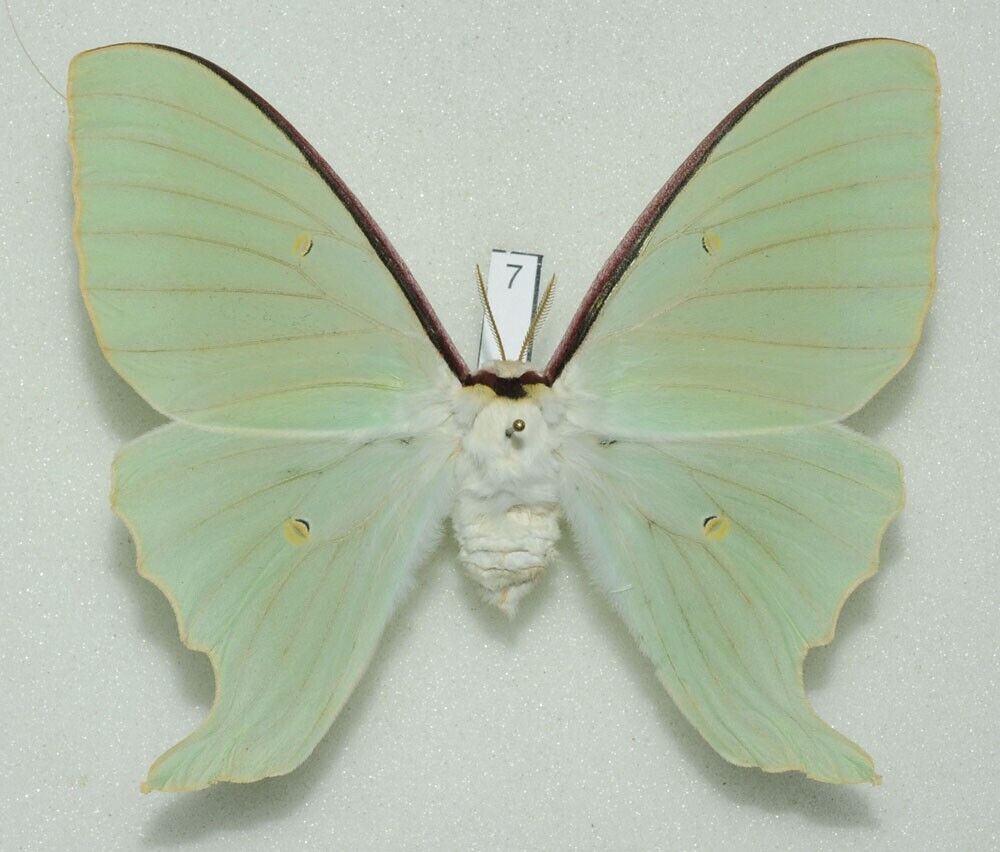 Saturniidae - Actias dulcinea - Sweetheart Moon Moth - #7 - female