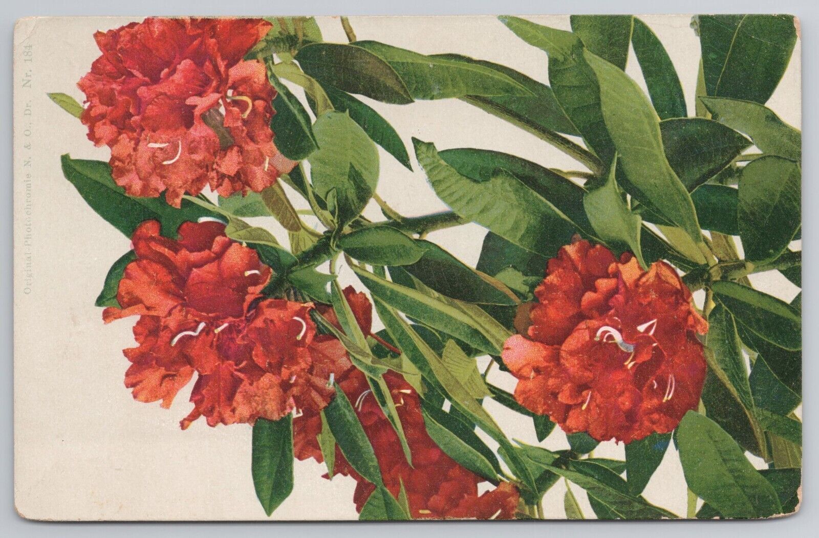 Greetings Postcard Flowers 