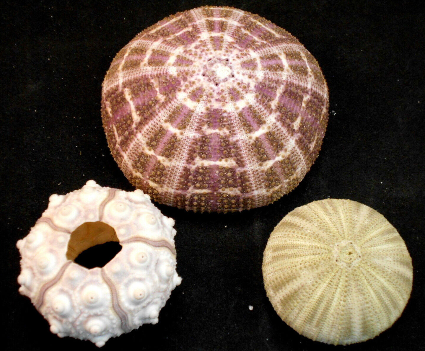 Decorative Sea Urchin Sampler: Natural Sputnik, Green and Alfonso Nautical Beach