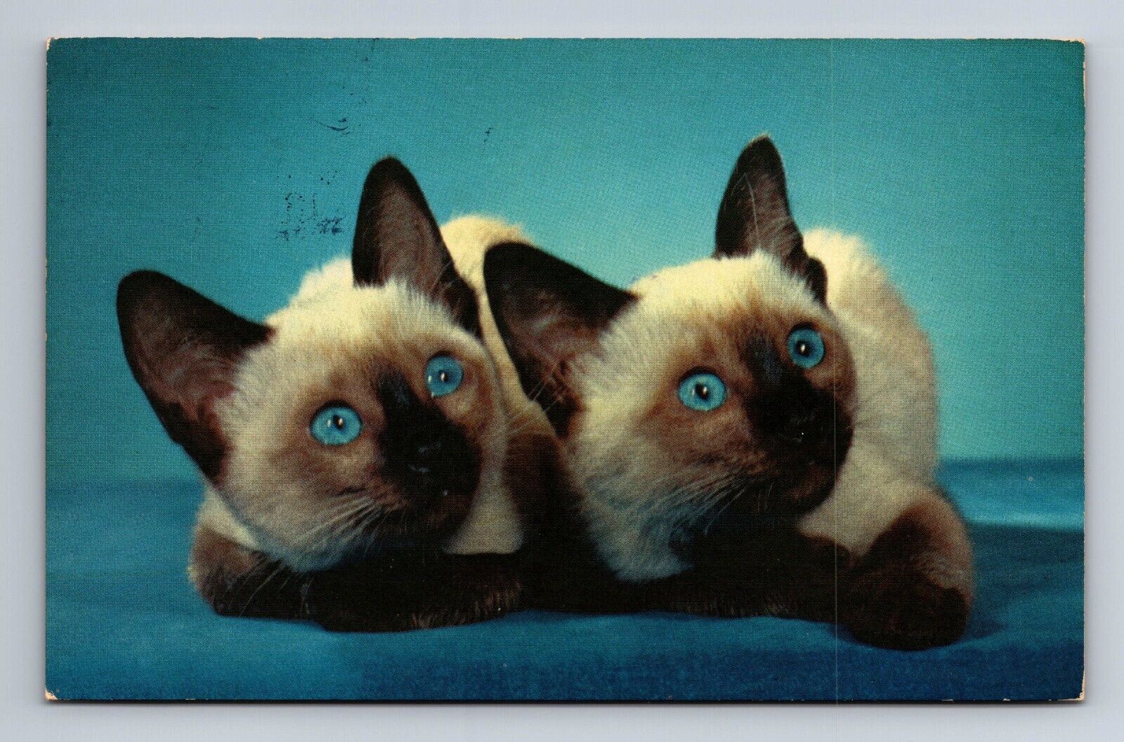 Two Cute Siamese Kittens Postcard
