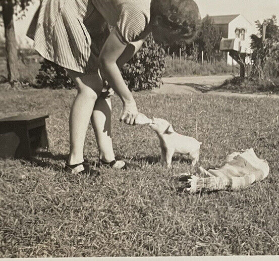 Vintage Photograph Cute Little Pig Being Fed