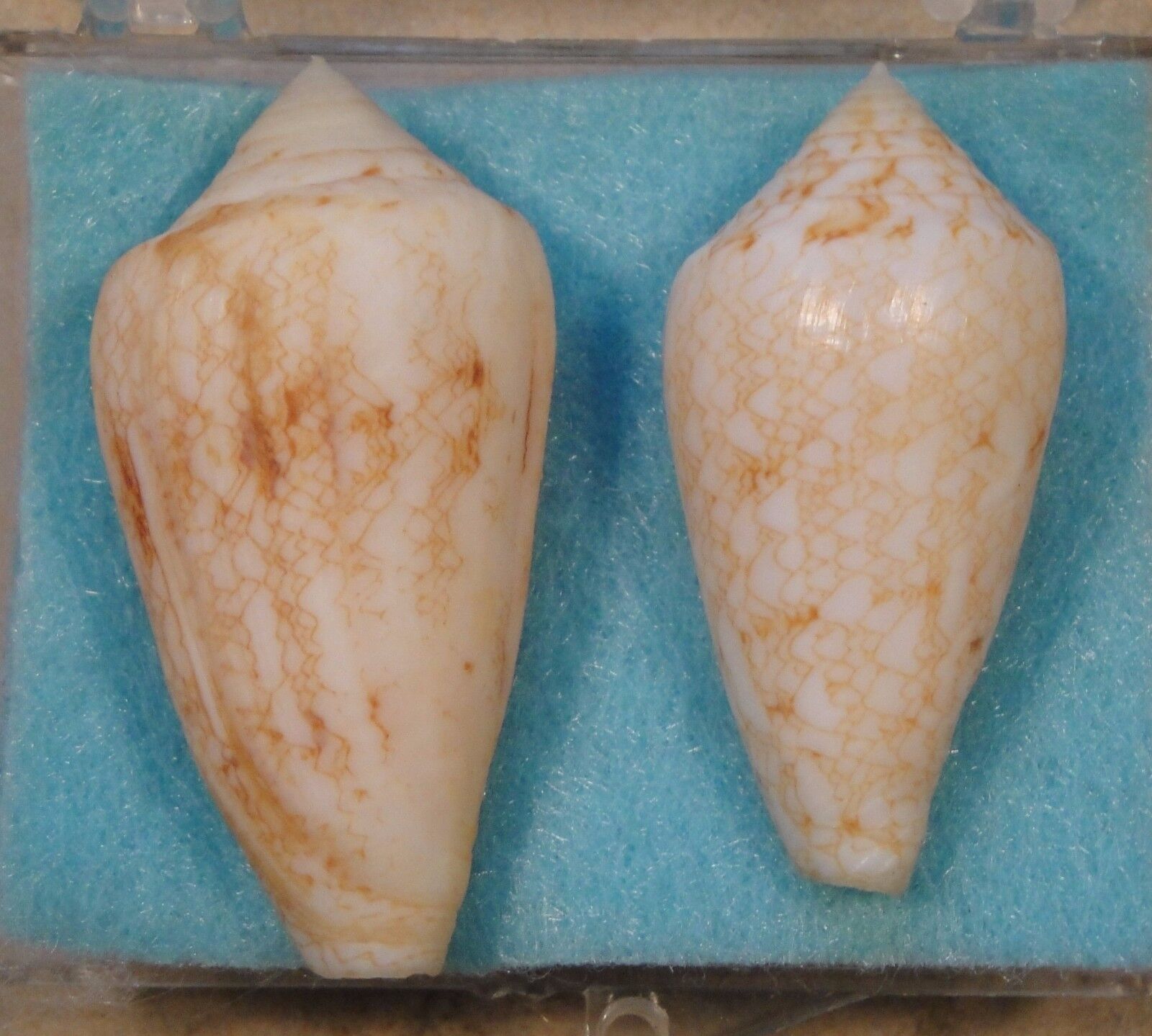Conus Victoriae Nodulosus 2 Shells 37+42mm Yeraldton,Australia