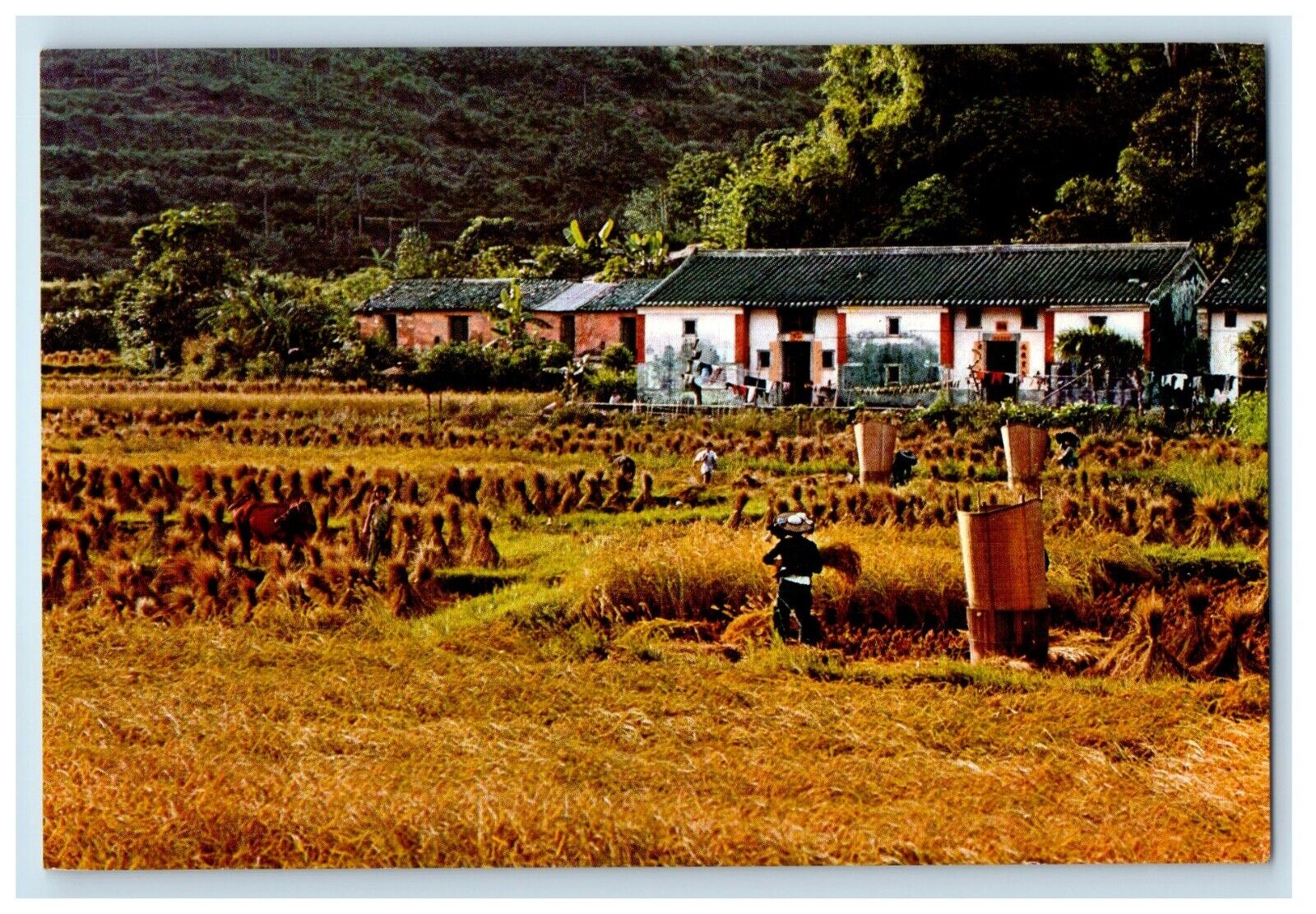 c1970's The Village Of Hong Kong, Farm Field Farmers Unposted Vintage Postcard