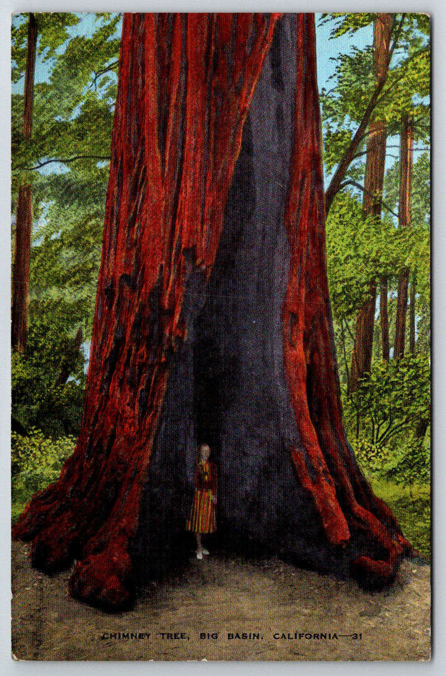 c1940s Chimney Tree Big Basin California Postcard Vintage Redwoods Linen