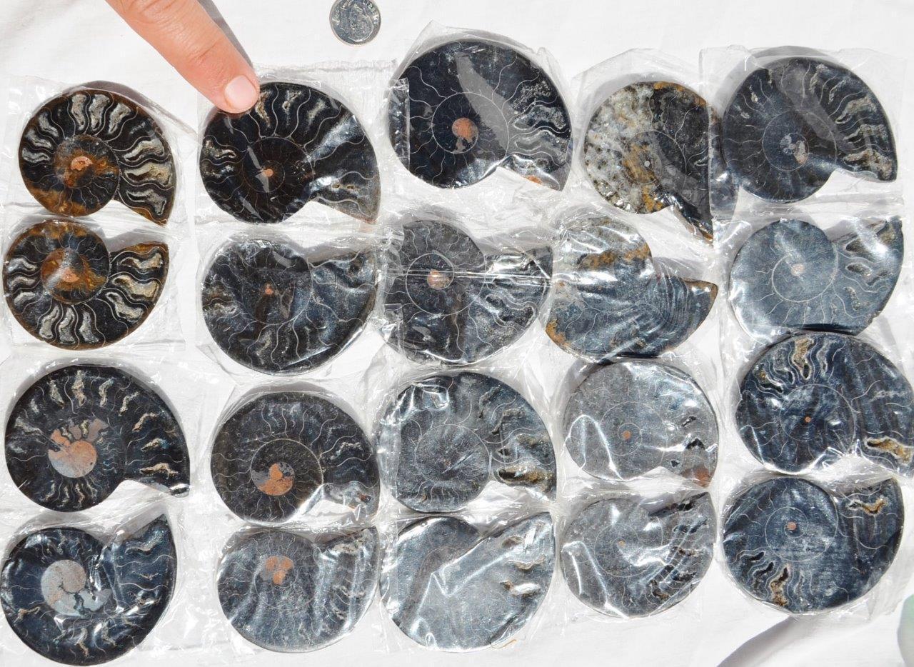 7946f LOT of TEN/10 RARE 1in100 BLACK Ammonite PAIR Crystals FOSSIL MEDIUM 5-7cm