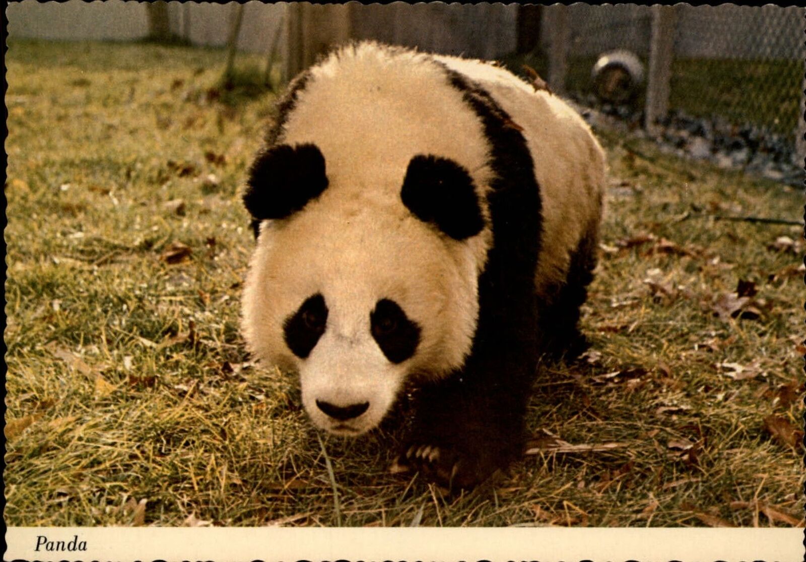 Washington DC National Zoological Park Panda bear ~ postcard sku163