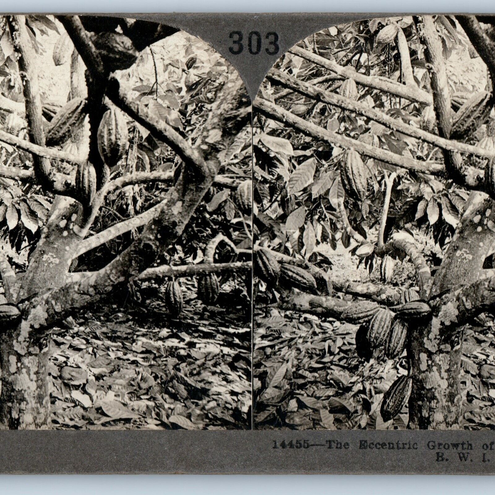 c1910s Dominica, British West Indies Cocoa Pods Stereo Real Photo V23