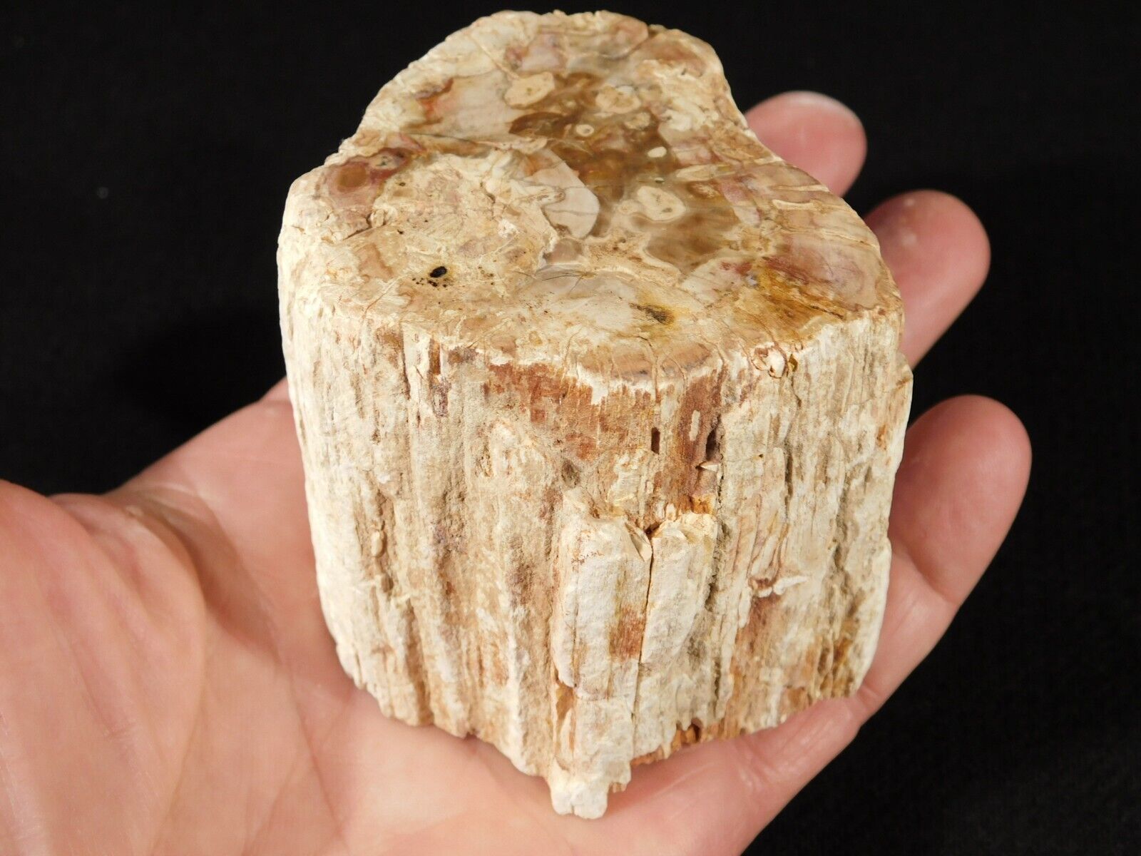 PERFECT BARK 225 Million Year Old Polished Petrified Wood Fossil 406gr
