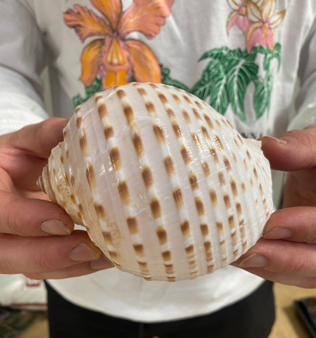 Tonna sulcosa,  Large Spotted Seashell
