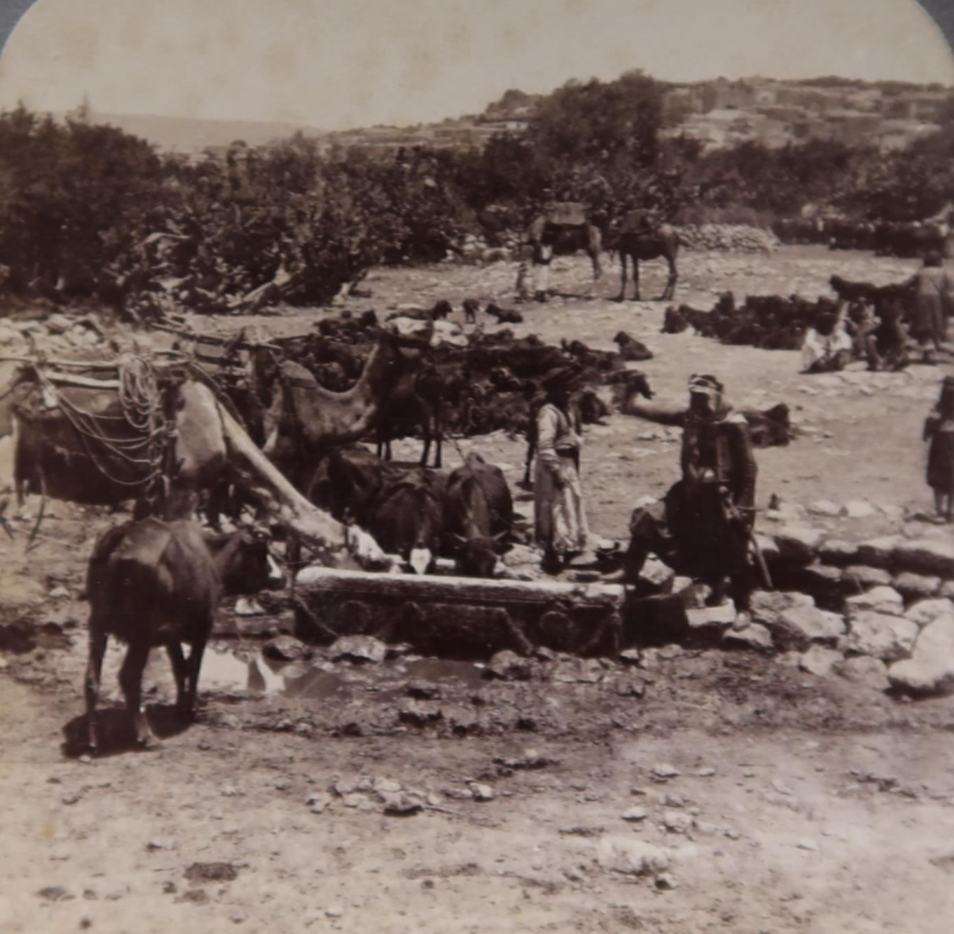 1900 PALESTINE CANA OF GALILEE AND ITS WELL CAMELS CATTLE STEREOVIEW 30-55