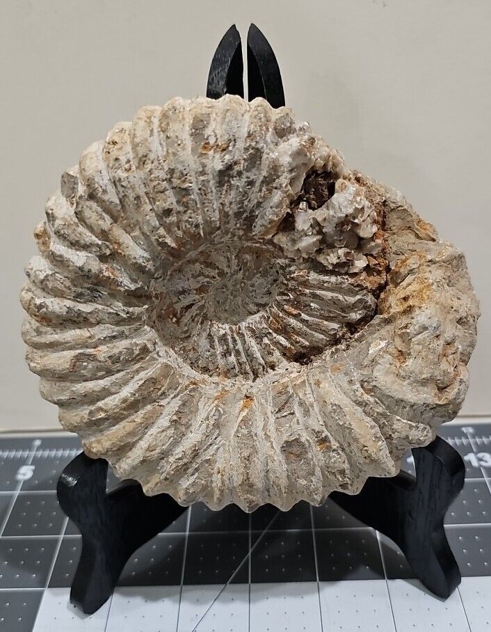 Ammonite Fossil Large Natural Unpolished 5 1/2\