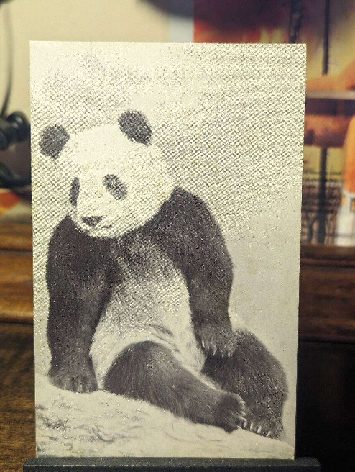 Vintage Postcard - Chicago Natural History Museum: Su Lin the Giant Panda (Z120)
