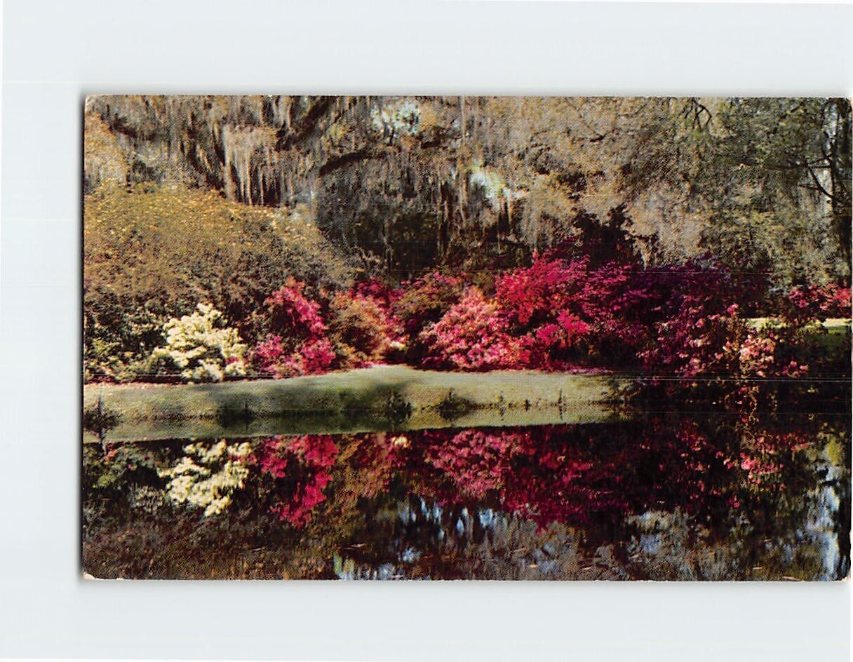 Postcard Magnolia Gardens Charleston South Carolina USA