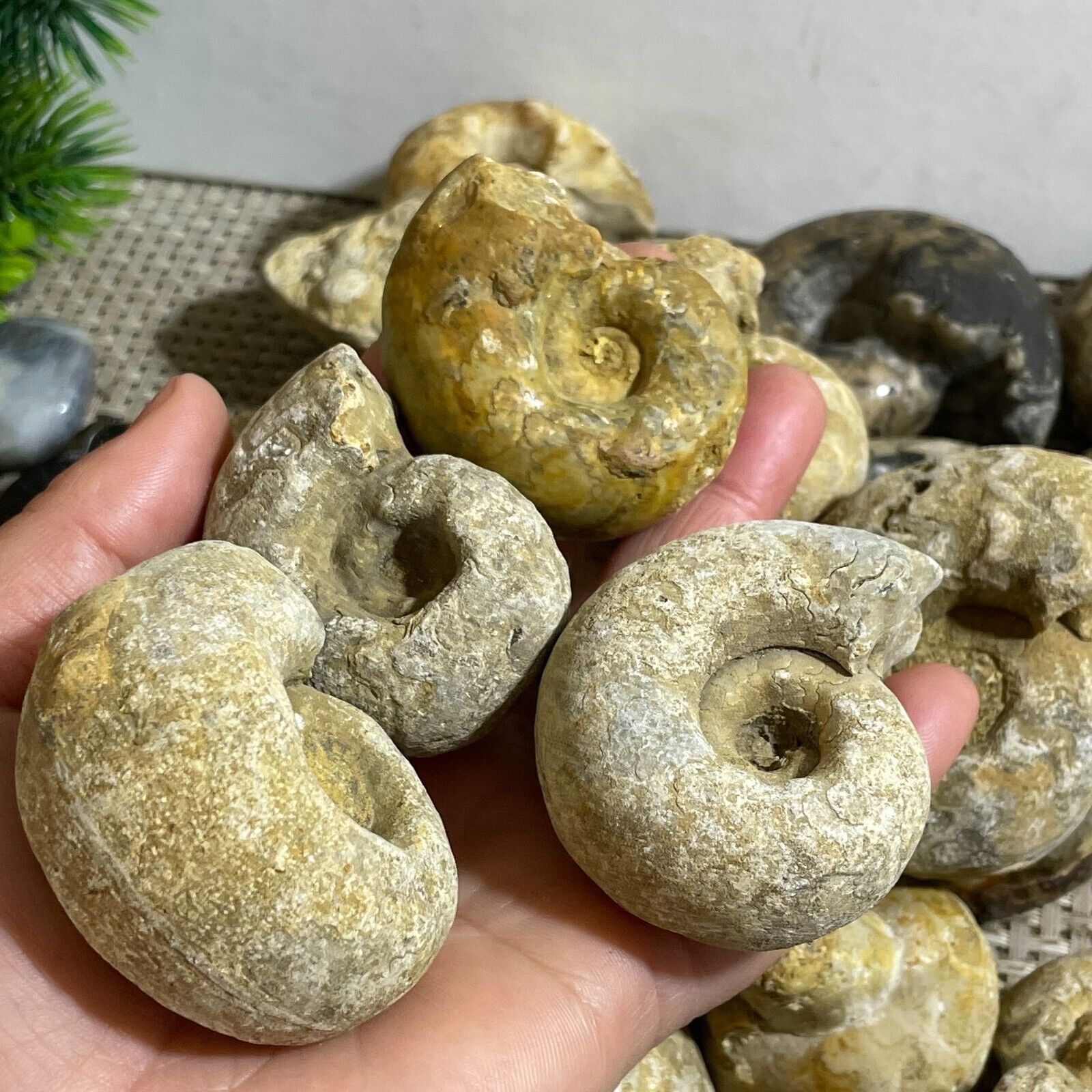 1000g Rare natural rough unpolished conch Ammonite from Nigeria