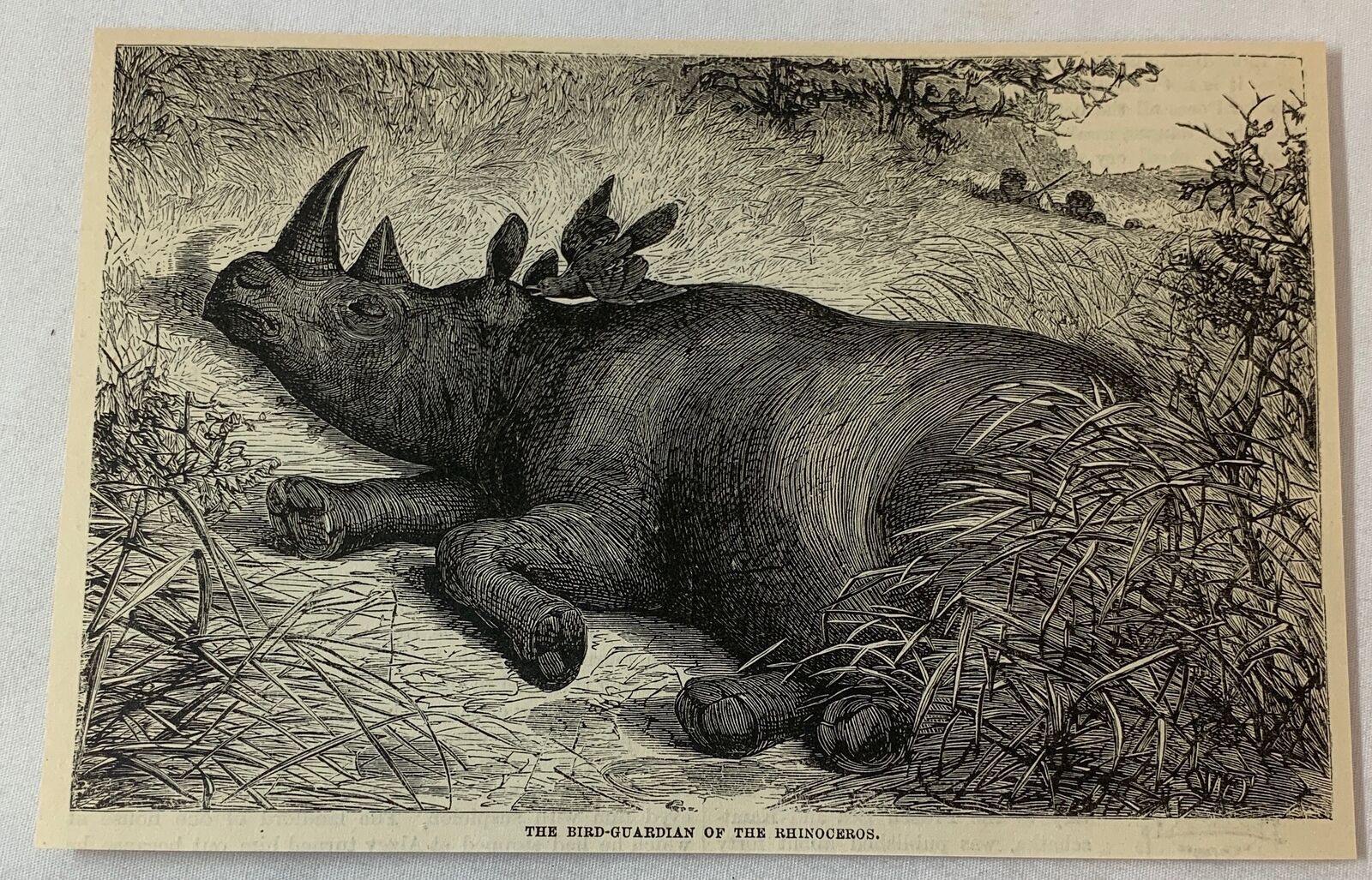 1876 magazine engraving ~ BIRD WATCHING OVER THE SLEEPING RHINOCEROS