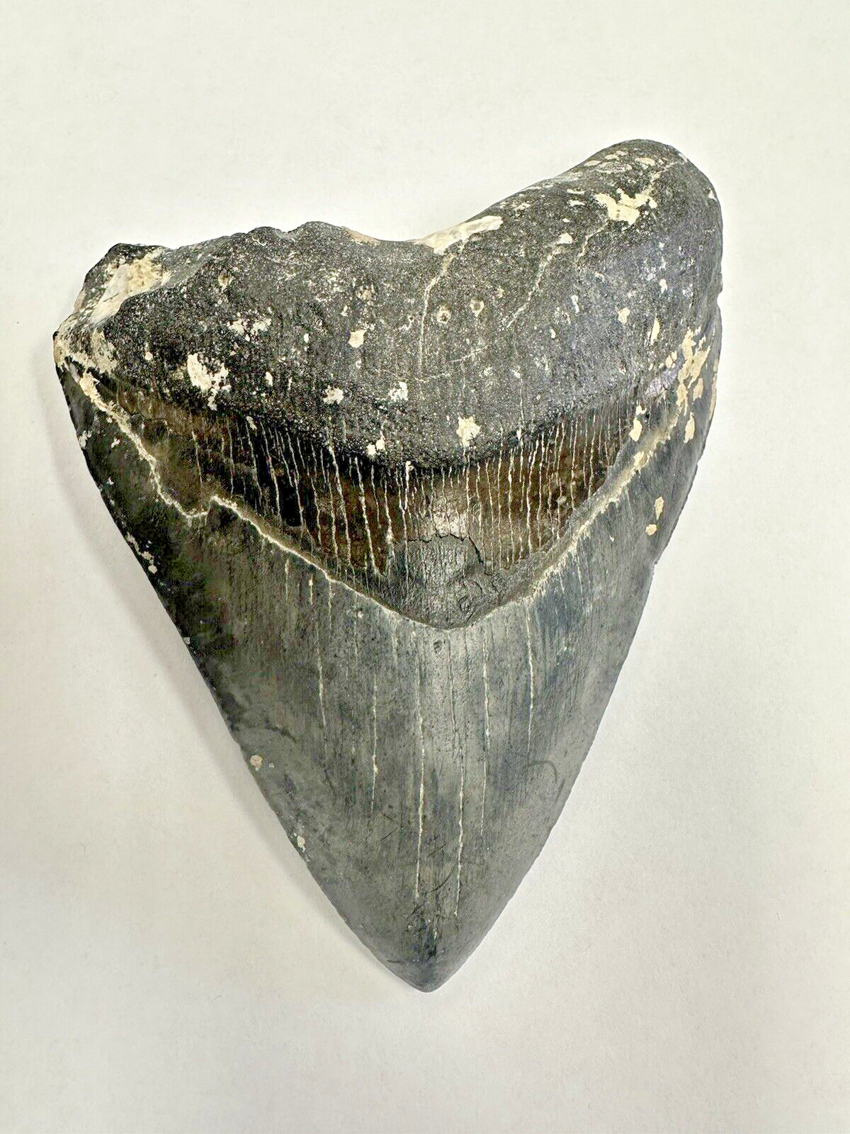 Megalodon Shark Tooth Fossil 100% Authentic 5-1/16\