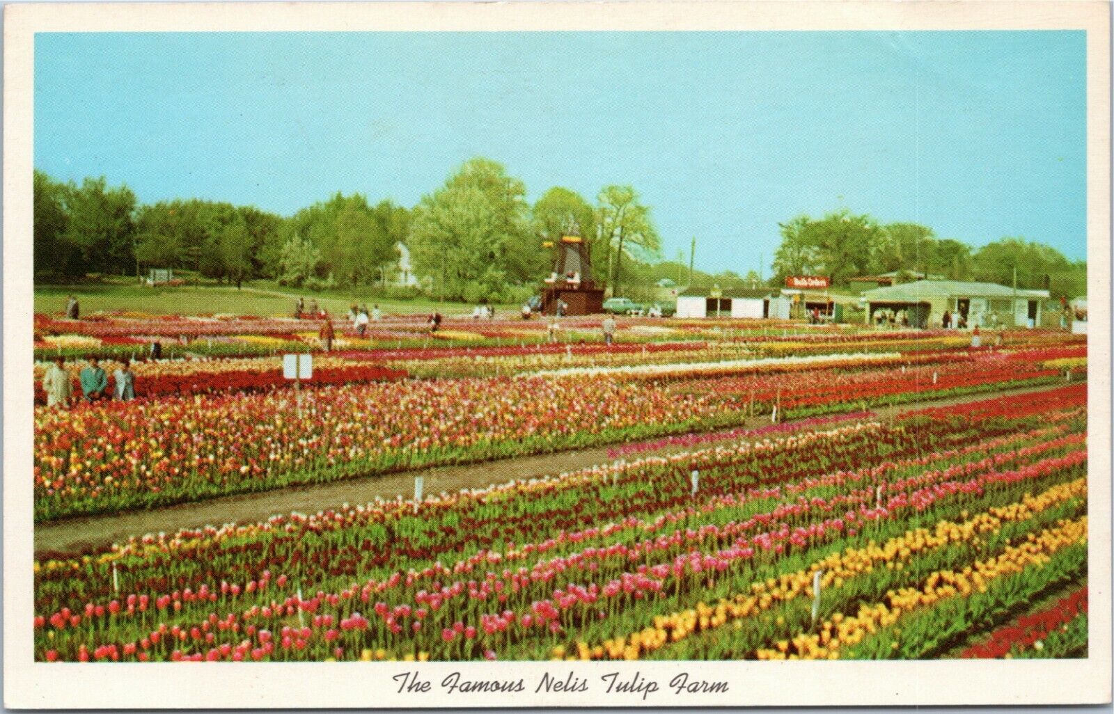 postcard The Famous Nelis Tulip Farm, Holland Michigan