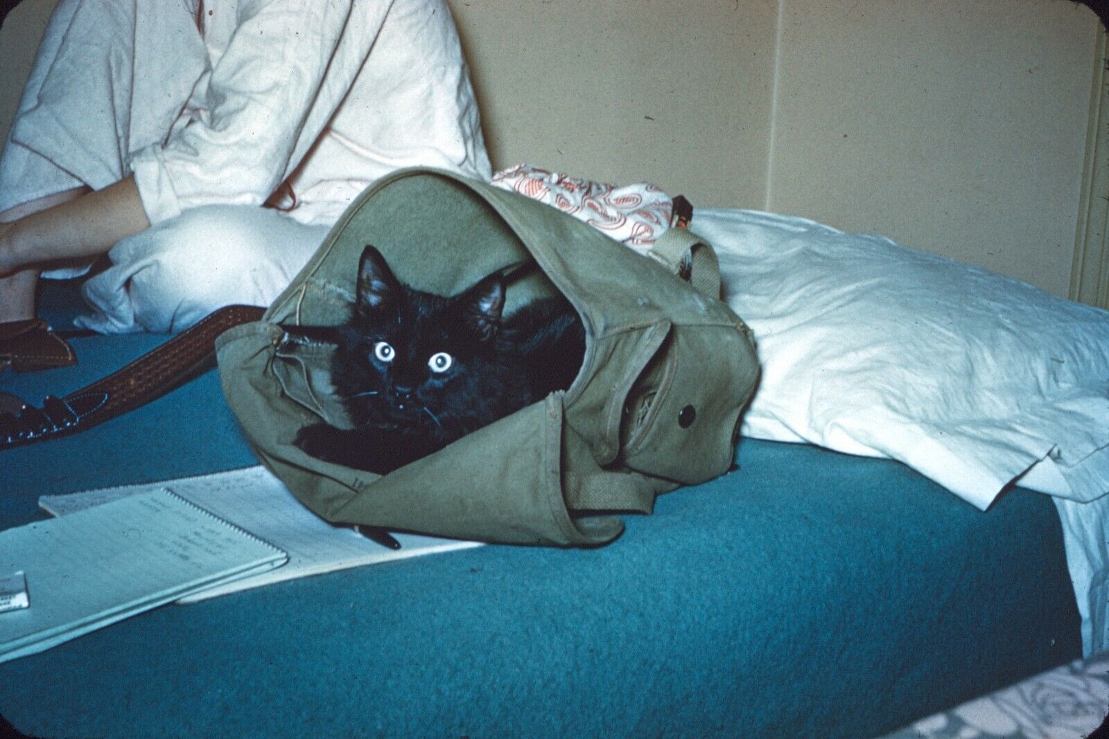 1950s Black Cat Wide Eyed Sitting in Messenger Bag Vintage 35mm Slide