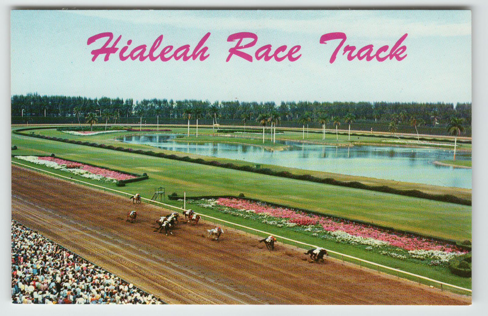 Postcard Chrome Hialeah Horse Racetrack in Miami, FL