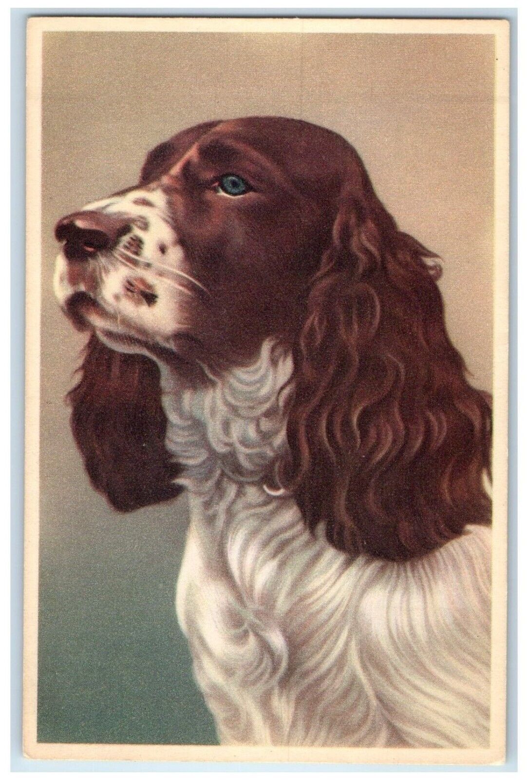 c1930's English Setter Dog Haired Animals Portrait Unposted Vintage Postcard