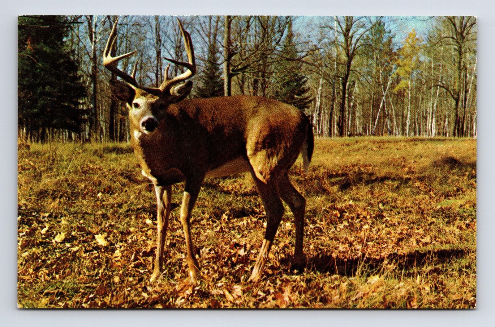 Eight Point Buck Deer Greetings from Snow Shoe Pennsylvania PA Chrome Postcard