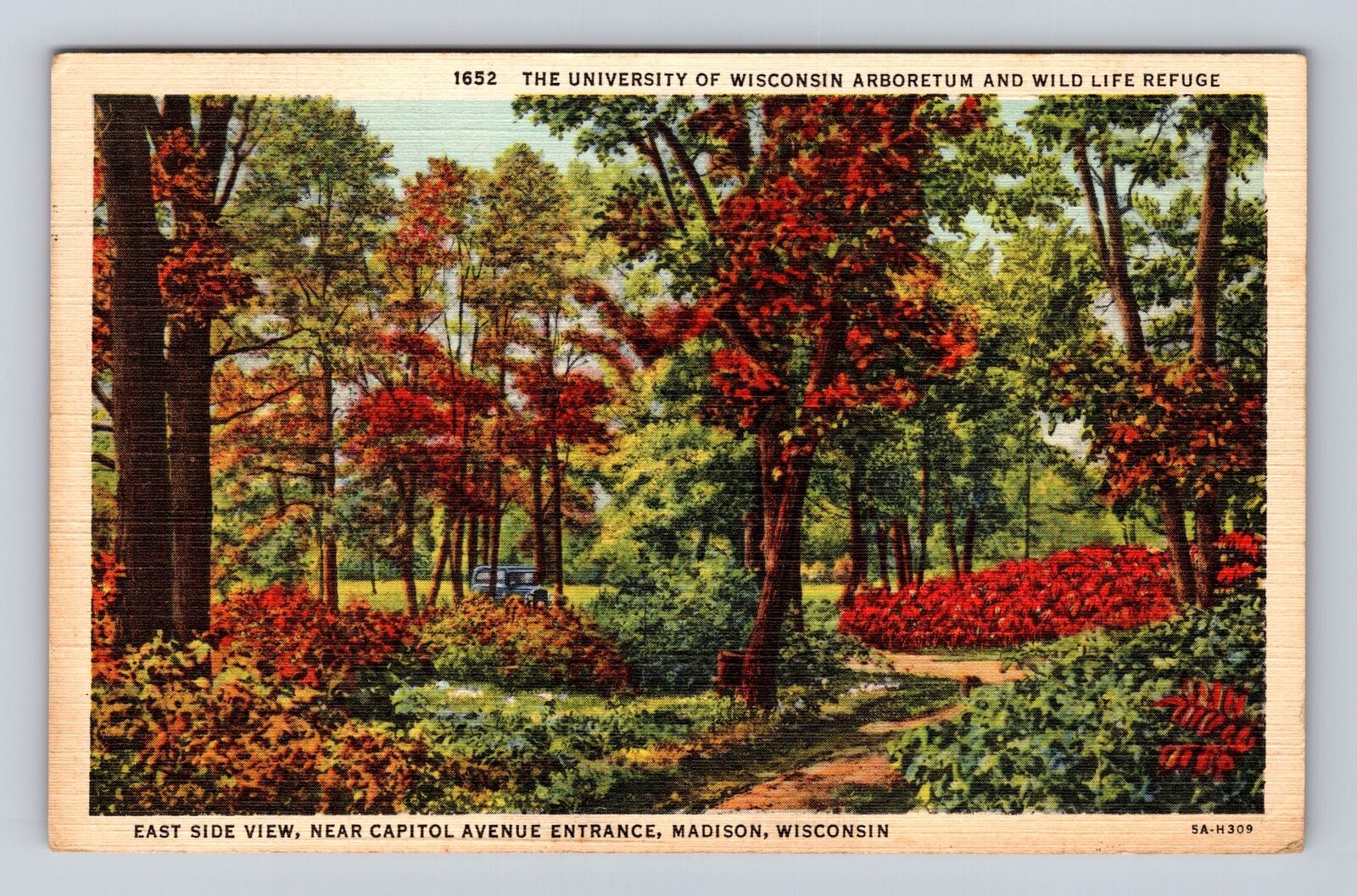Madison WI-Wisconsin, University Of Wisconsin Arboretum Vintage c1945 Postcard