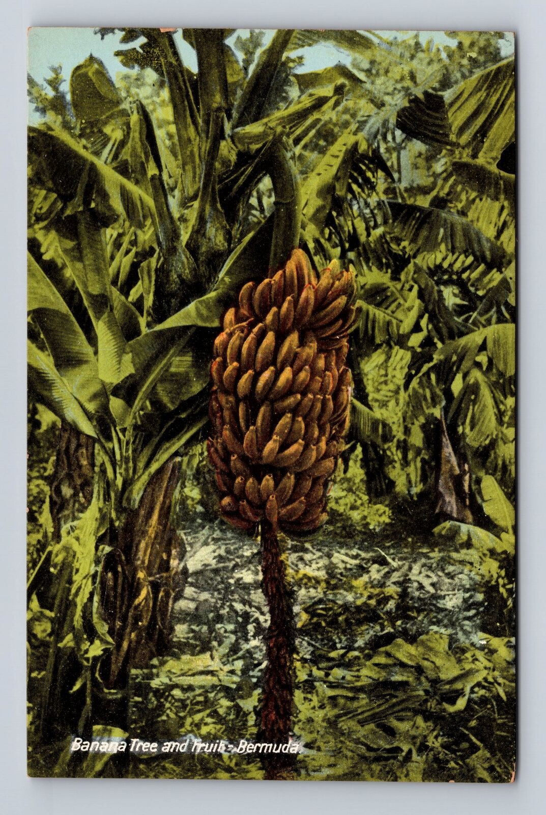 Bermuda, Banana Tree and Fruit, Antique Vintage Souvenir Postcard