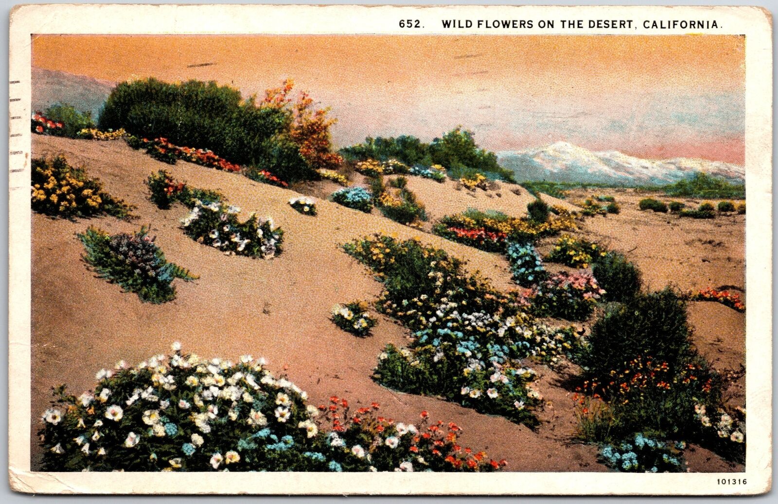 1928 Palm Springs CA-California, Blooming Wild Flowers On The Desert, Postcard