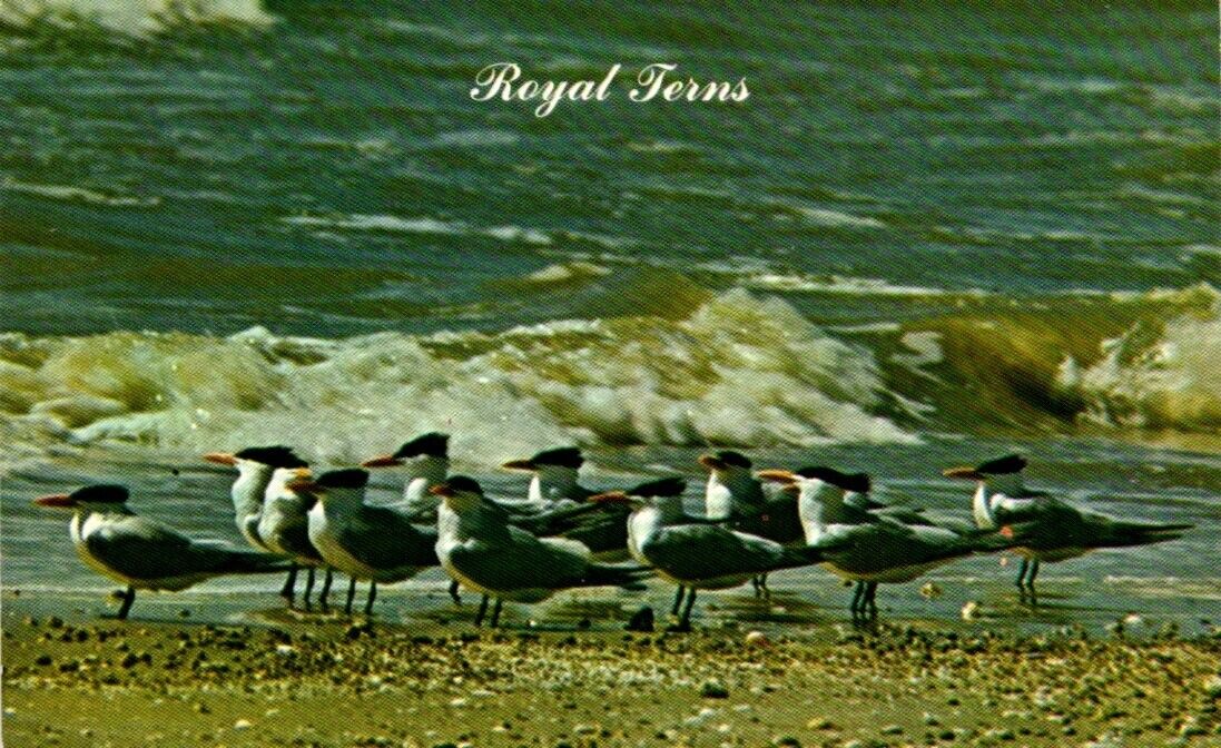Royal Terns Postcard