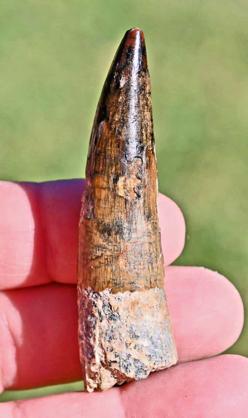 Spinosaurus tooth 2.88 inches, from Morocco