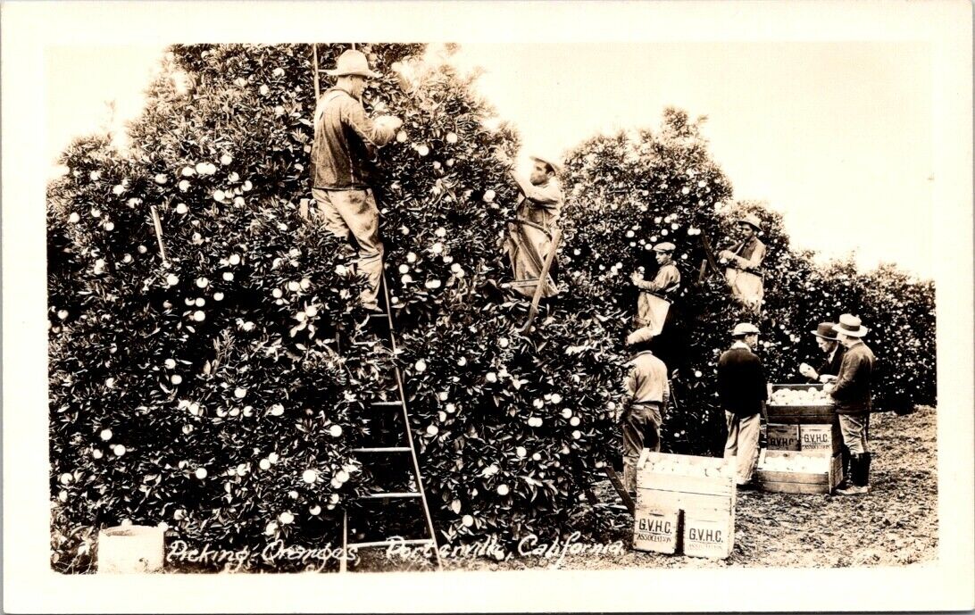 RPPC Porterville CA Picking Oranges GVHC c1930-1940s Hammond photo postcard IQ12