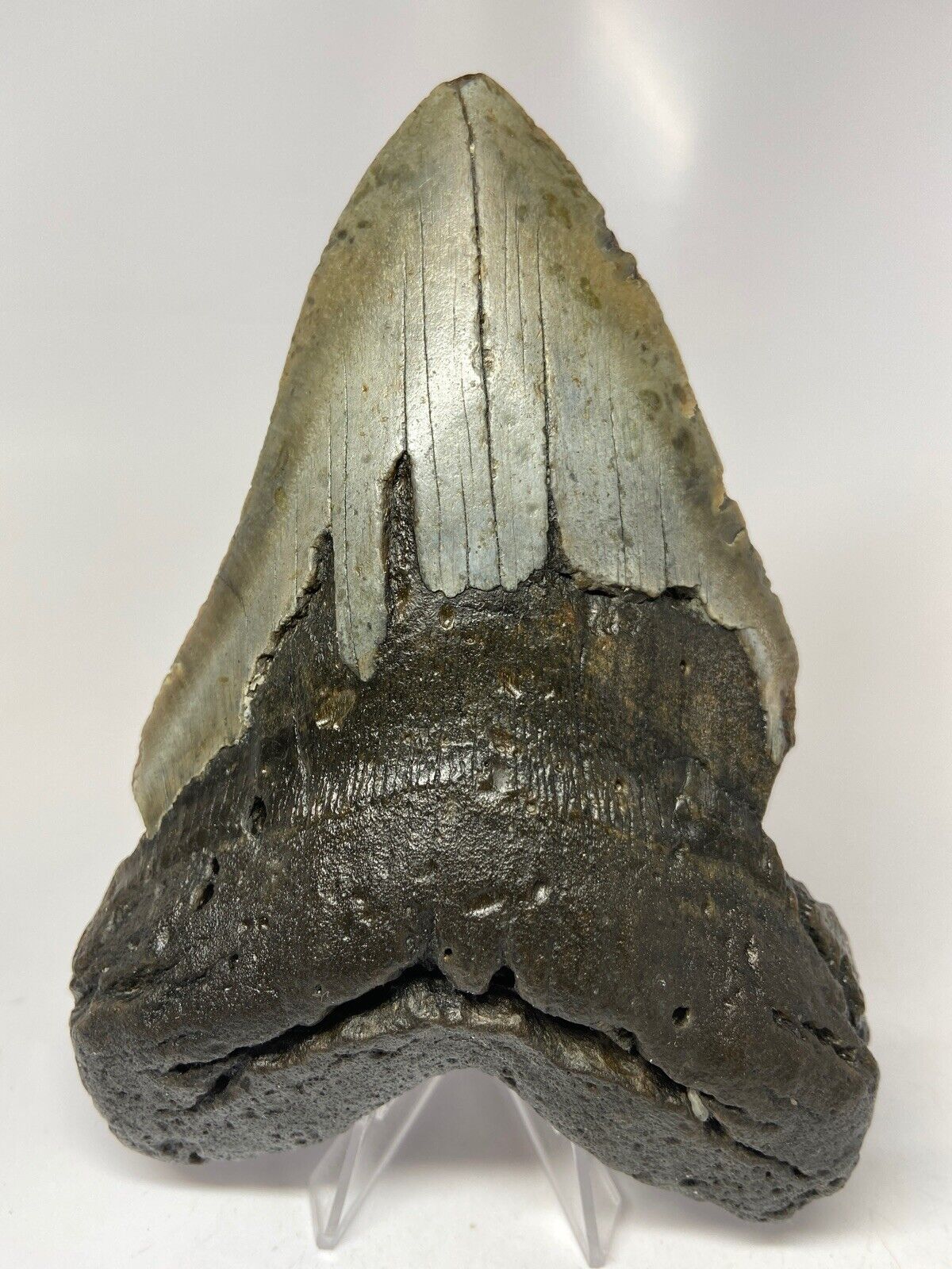 Megalodon Shark Tooth 6.08” Huge - Real Fossil - Giant 5518