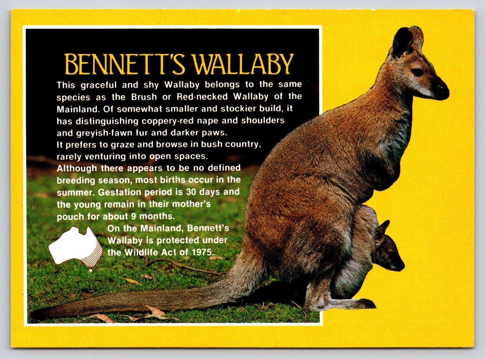 Postcard Bennett's Wallaby Red-Necked Wallaby Macropus rufogriseus Marsupial