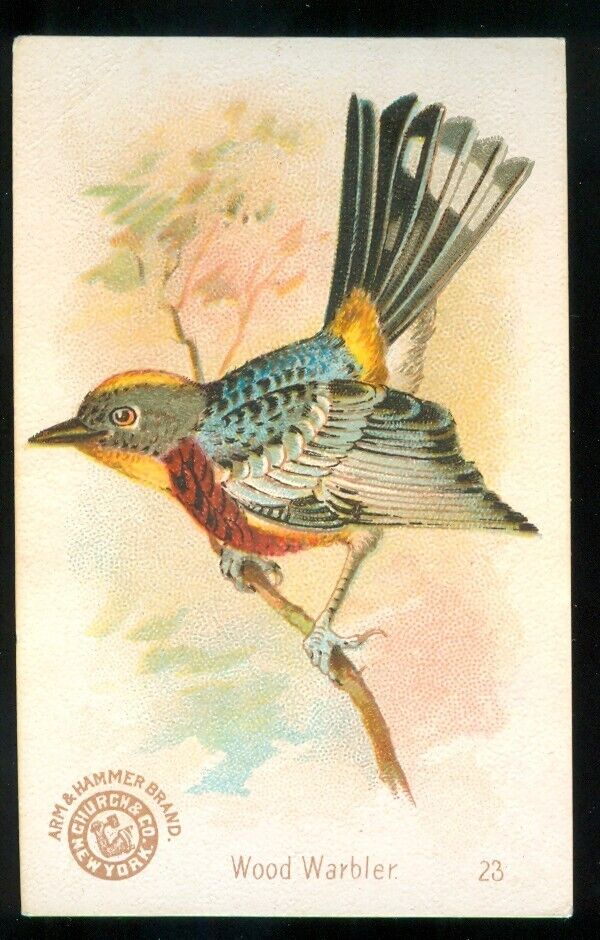 1896 WOOD WARBLER Bird Card ARM & HAMMER Soda J2 CHURCH & DWIGHT #23