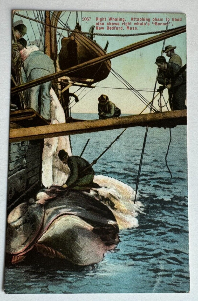 ca 1900s MA Postcard New Bedford Massachusetts Right Whale whaling ship chains