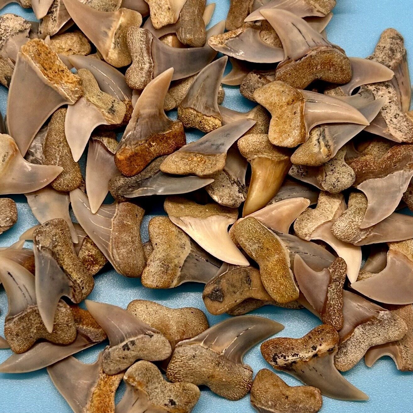 Mako Shark Tooth Package - 10 Bakersfield Makos - Isurus Planus - Hooked Makos