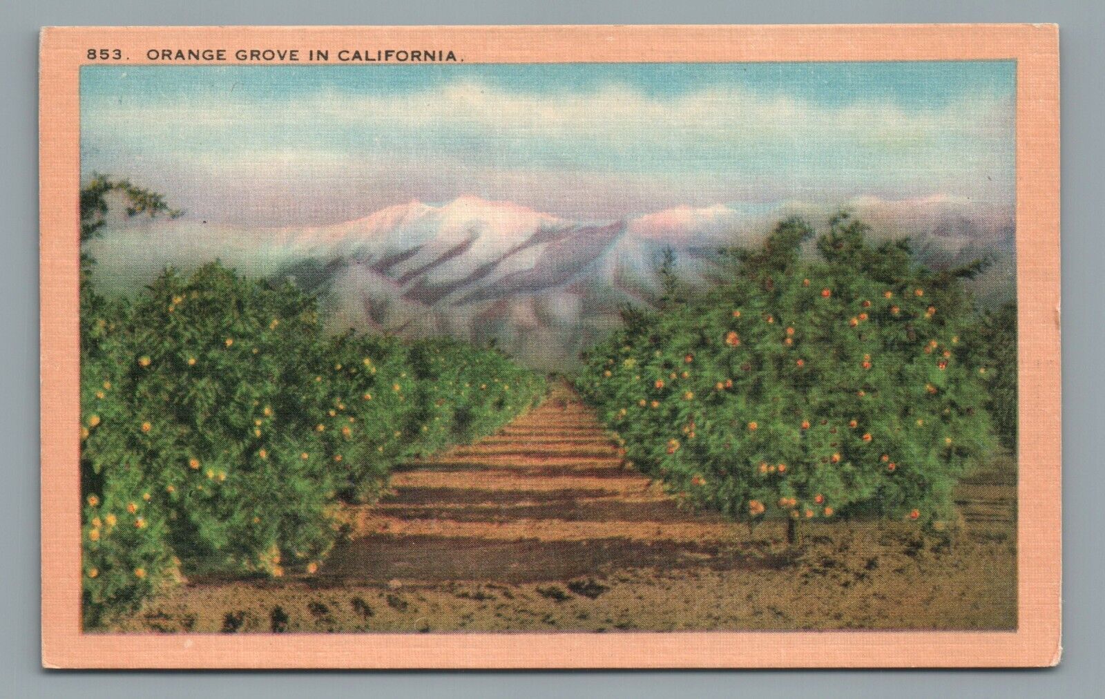 Orange Grove in California, CA, Mountains, Vintage Linen Postcard