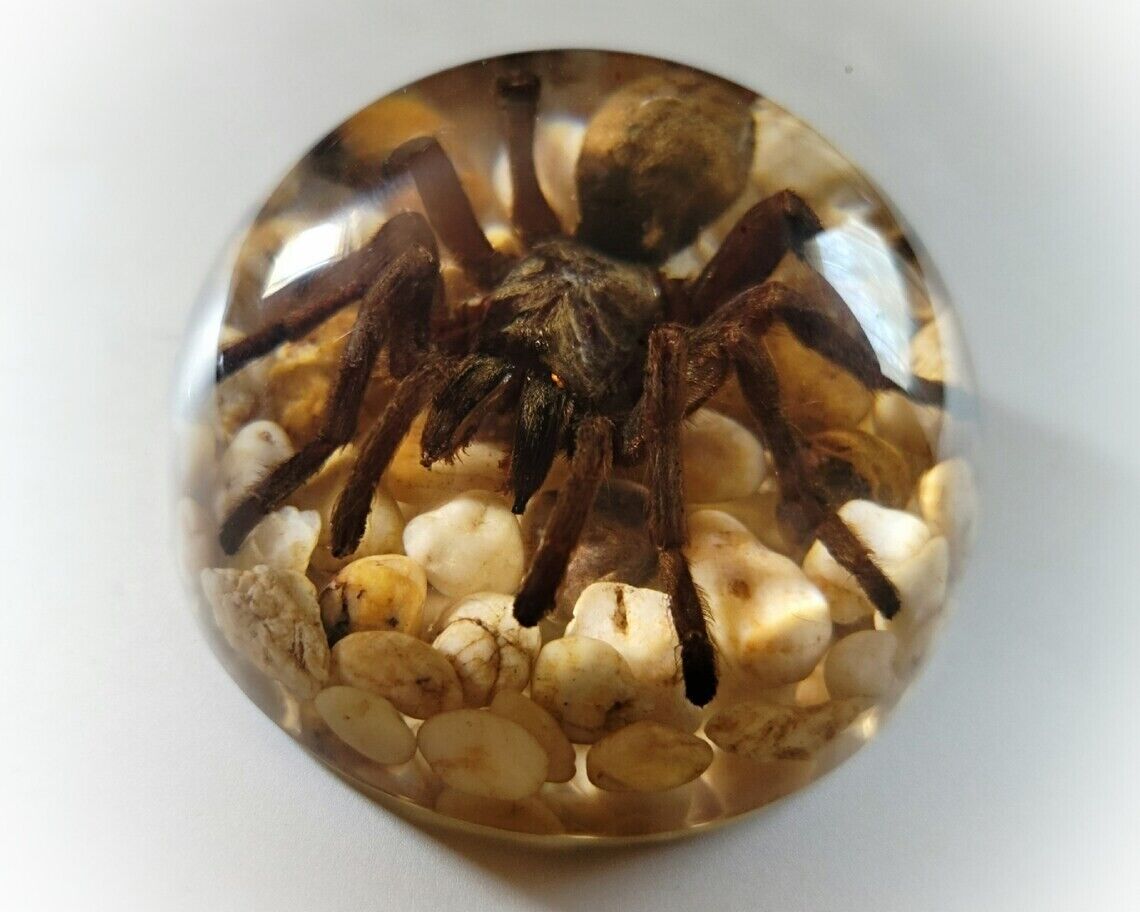 Large Spider in Resin Dome, Real Spider Paperweight, Ornithoctonus Huwena