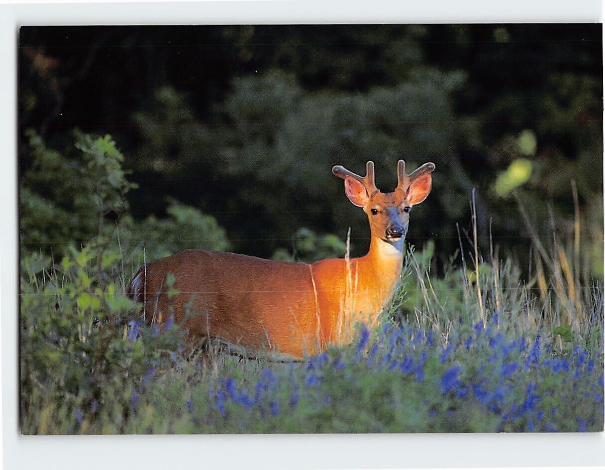 Postcard White-tailed Deer, Northwest Wildlife, Northwest