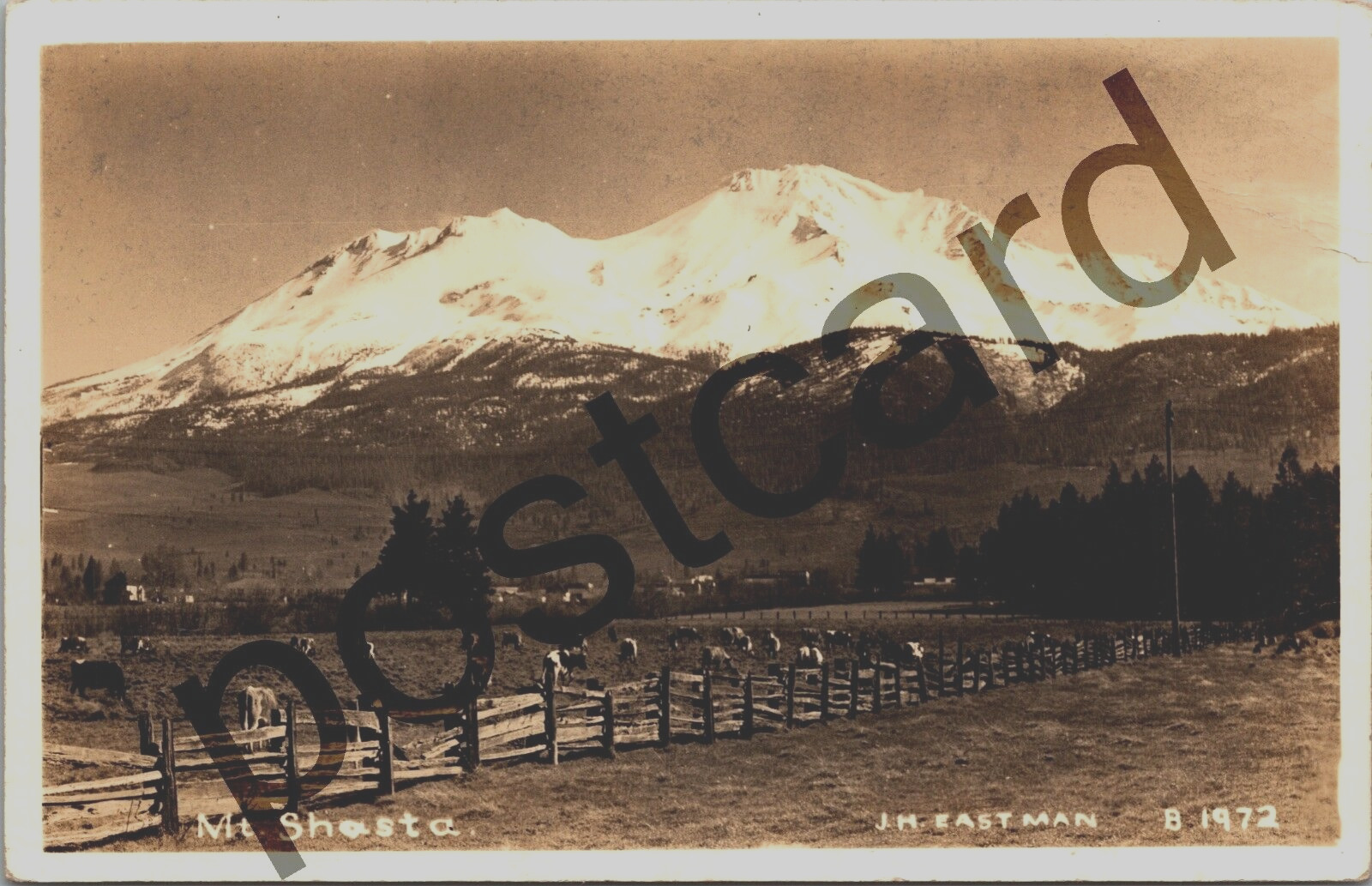 Mt. Shasta, CA, cows, buildings, J.H. Eastman RPPC postcard jj291