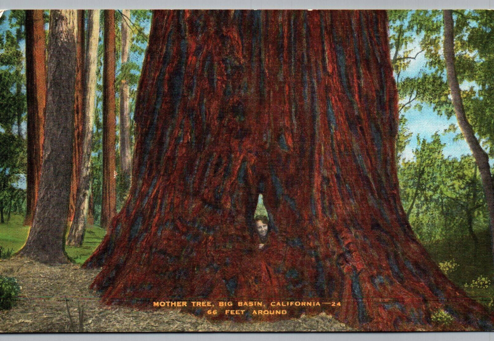 Postcard California Big Trees Mother Tree Vintage Linen Card Big Basin CA