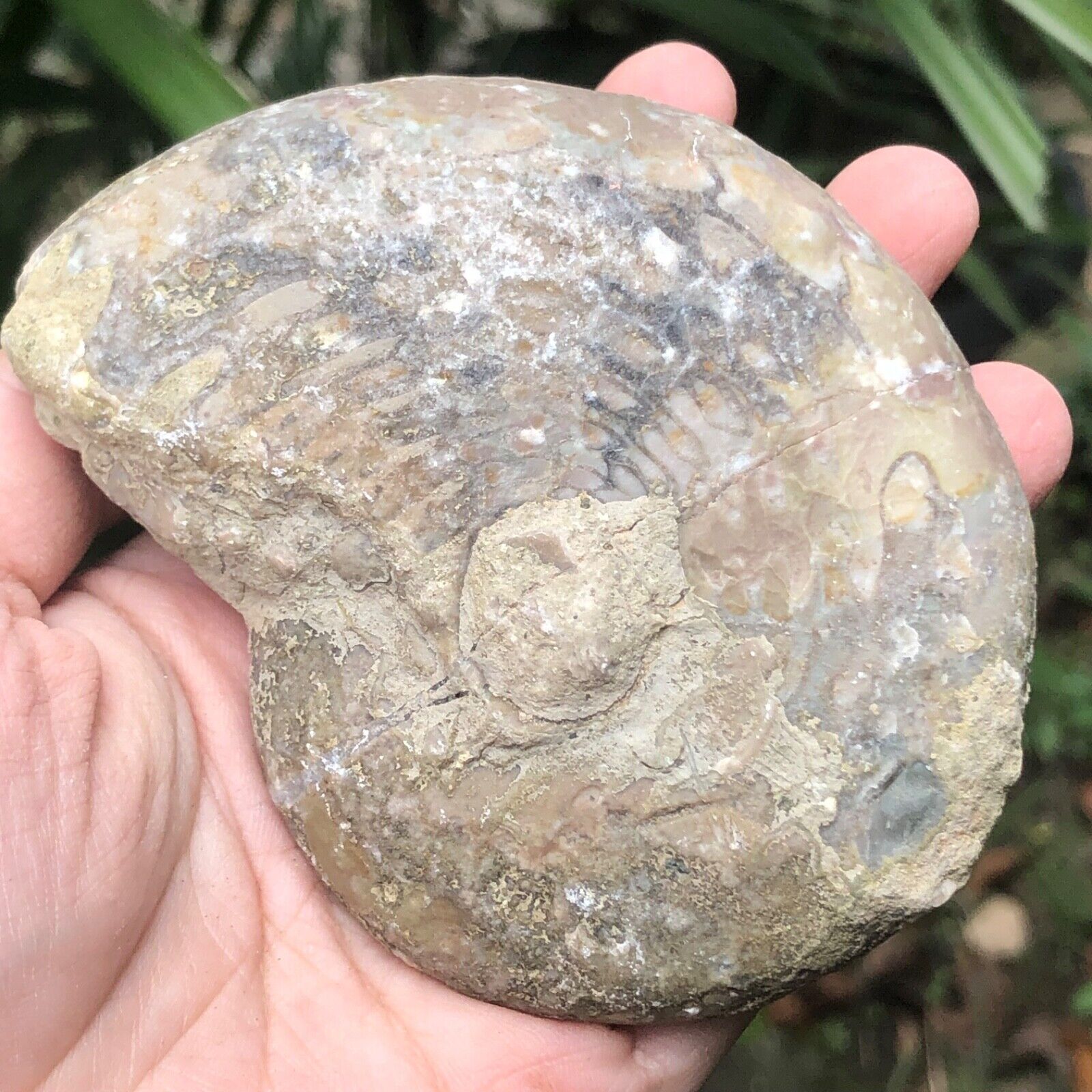 230gr Whole Permian Ammonite Fossil Rough Mollusca Timor