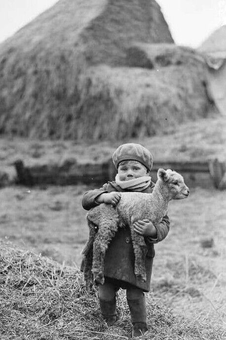 Little Boy with Lamb in Scotland - 1932 - 4 x 6 Photo Print